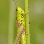 GRASSHOPPER LIFESTYLE PVT LTD company icon
